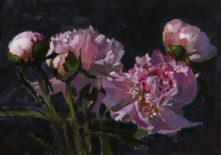 pivoines roses laurent dauptain