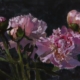 pivoines roses laurent dauptain